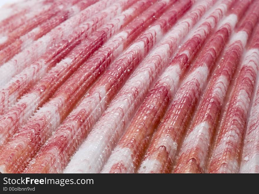 Sea shell in closeup