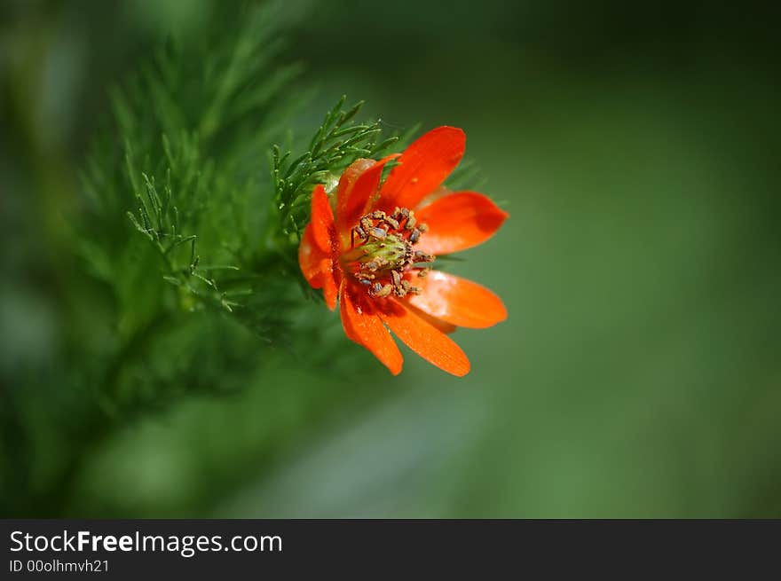 An opening orange colour flower