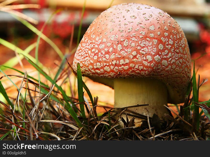 Close up shot of a large red mushroom with white spots in grass. Close up shot of a large red mushroom with white spots in grass