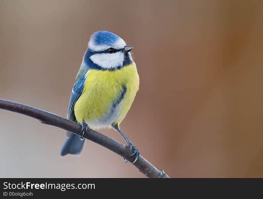 Blue Tit (aka Parus Caeruelus) On Brown Background