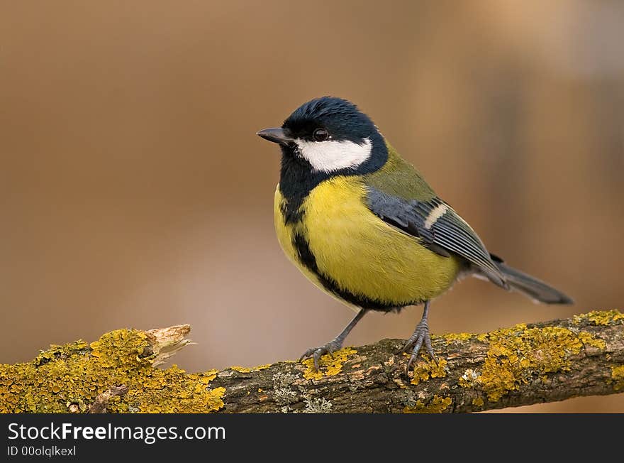 Great tit (aka parus major) on brown background