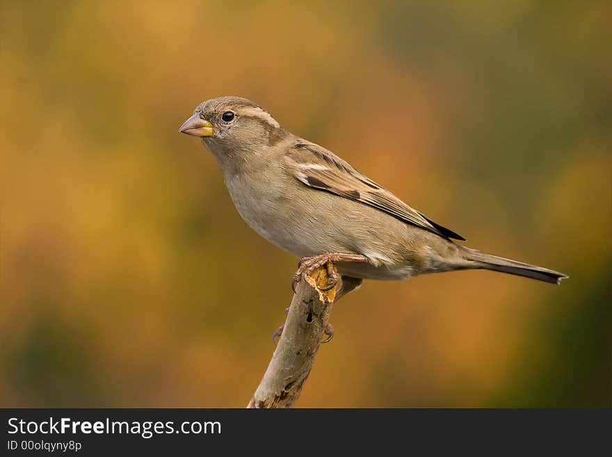 Sparrow On Brown Background