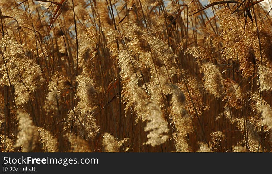 Reeds blowing in the wind at Suncheon bay in South Korea. Reeds blowing in the wind at Suncheon bay in South Korea.