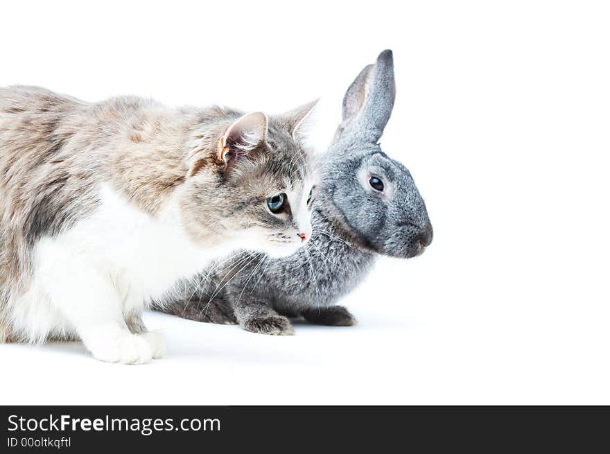 Portrait of cat with rabbit on white with small shadows. Portrait of cat with rabbit on white with small shadows