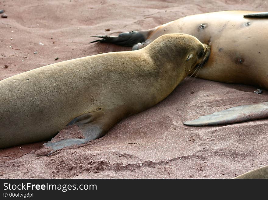 Nursing seal, Galapagos Islands