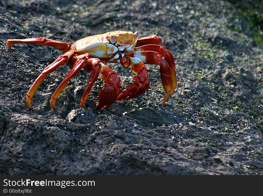 Sally Lightfoot Crab