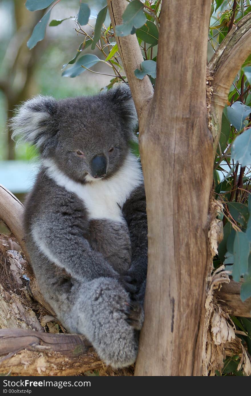 Sleepy koala bear resting in tree in nature sanctuary in Blue Mountains of Australia. Sleepy koala bear resting in tree in nature sanctuary in Blue Mountains of Australia