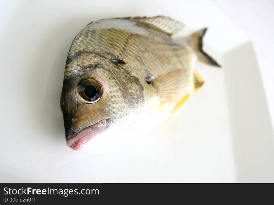 Bream fish on white background