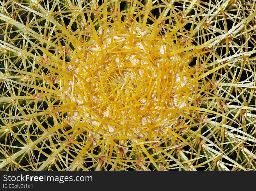 A very thorny cactus photographed from above. A very thorny cactus photographed from above.