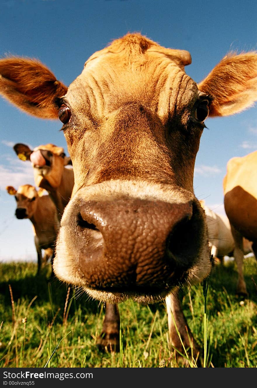 A very close up view of a Jersey cow. A very close up view of a Jersey cow