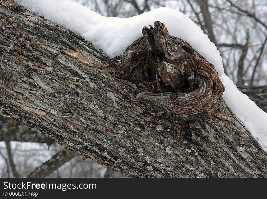 Old tree. Close-up photo of pulling down branch.