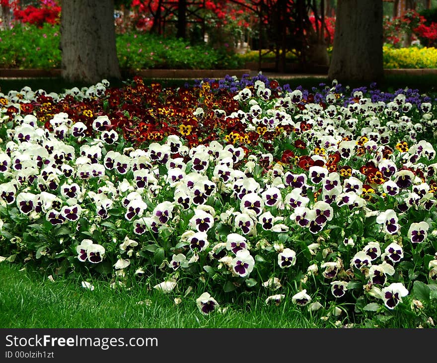 Flowers In DianChi Park At Kunming