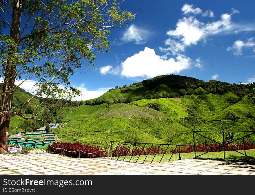 Greenish tea plantation in Cameron Highland