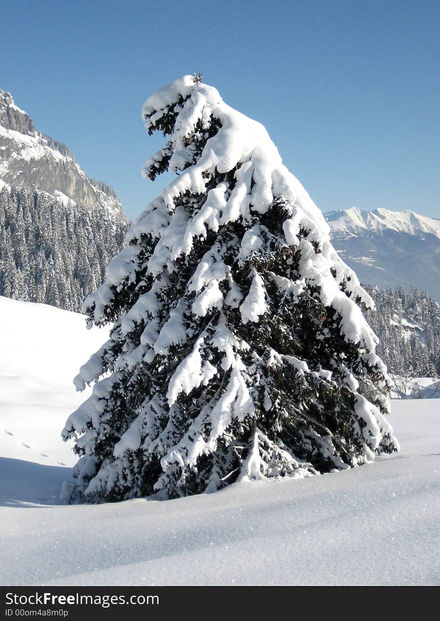 Tree with a lot of snow, on the mountains, in the northeastern part of Switzerland. Tree with a lot of snow, on the mountains, in the northeastern part of Switzerland.