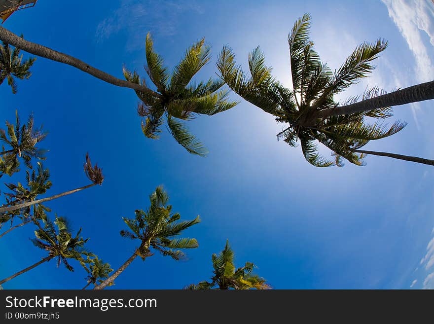 Coconut trees in the sky