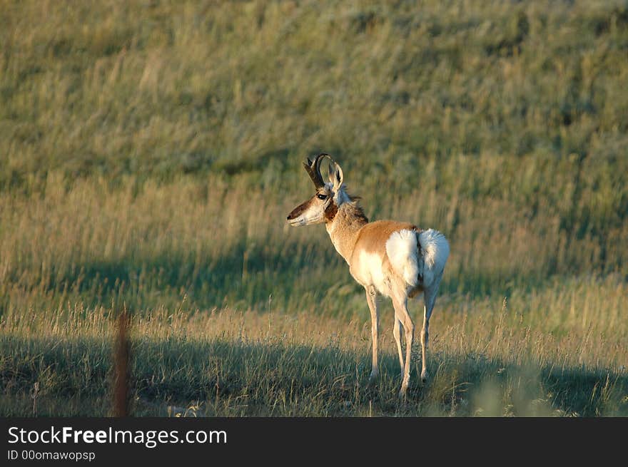 Male Pronghorn