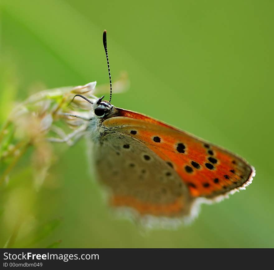 Orange Butterfly