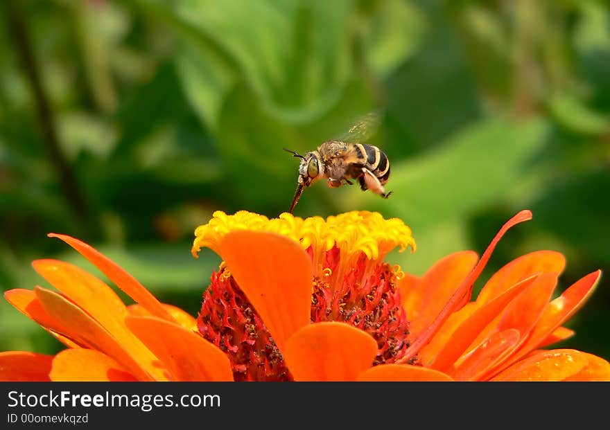 Insect floating above a flower. Insect floating above a flower