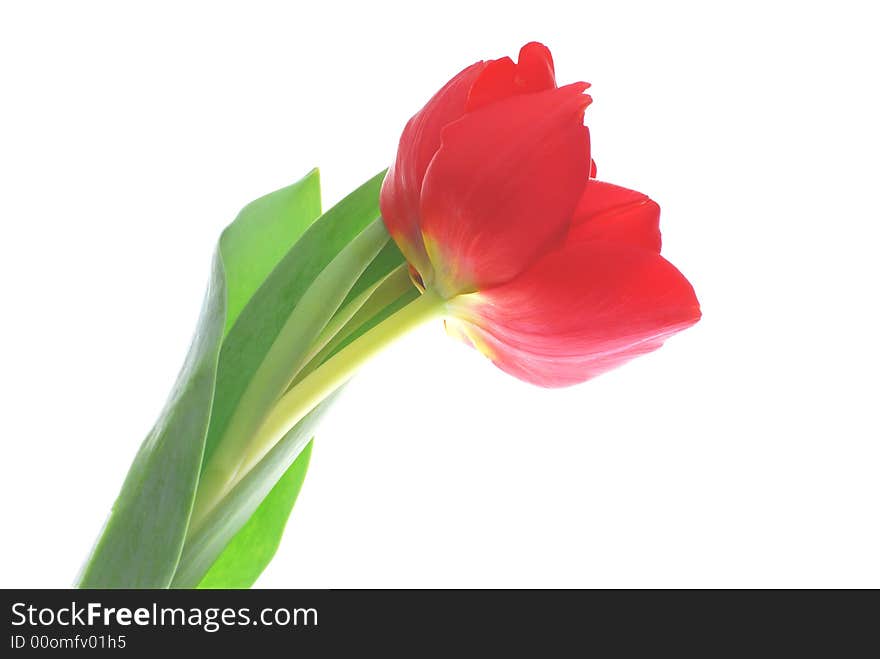 Red tulip against white background