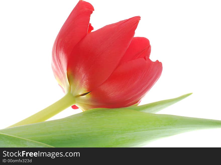 Close up of red tulip flower