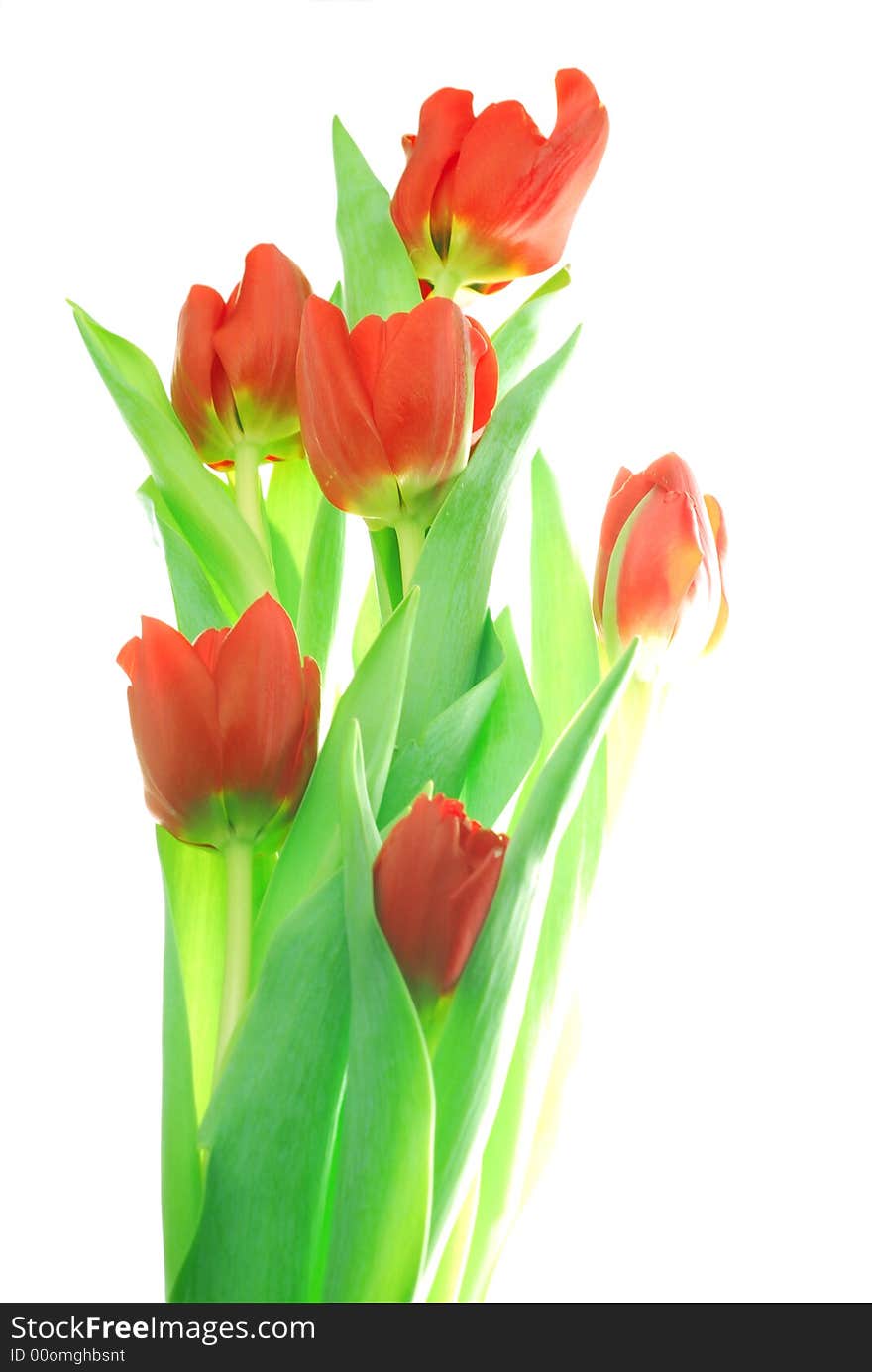 Red tulips against white background