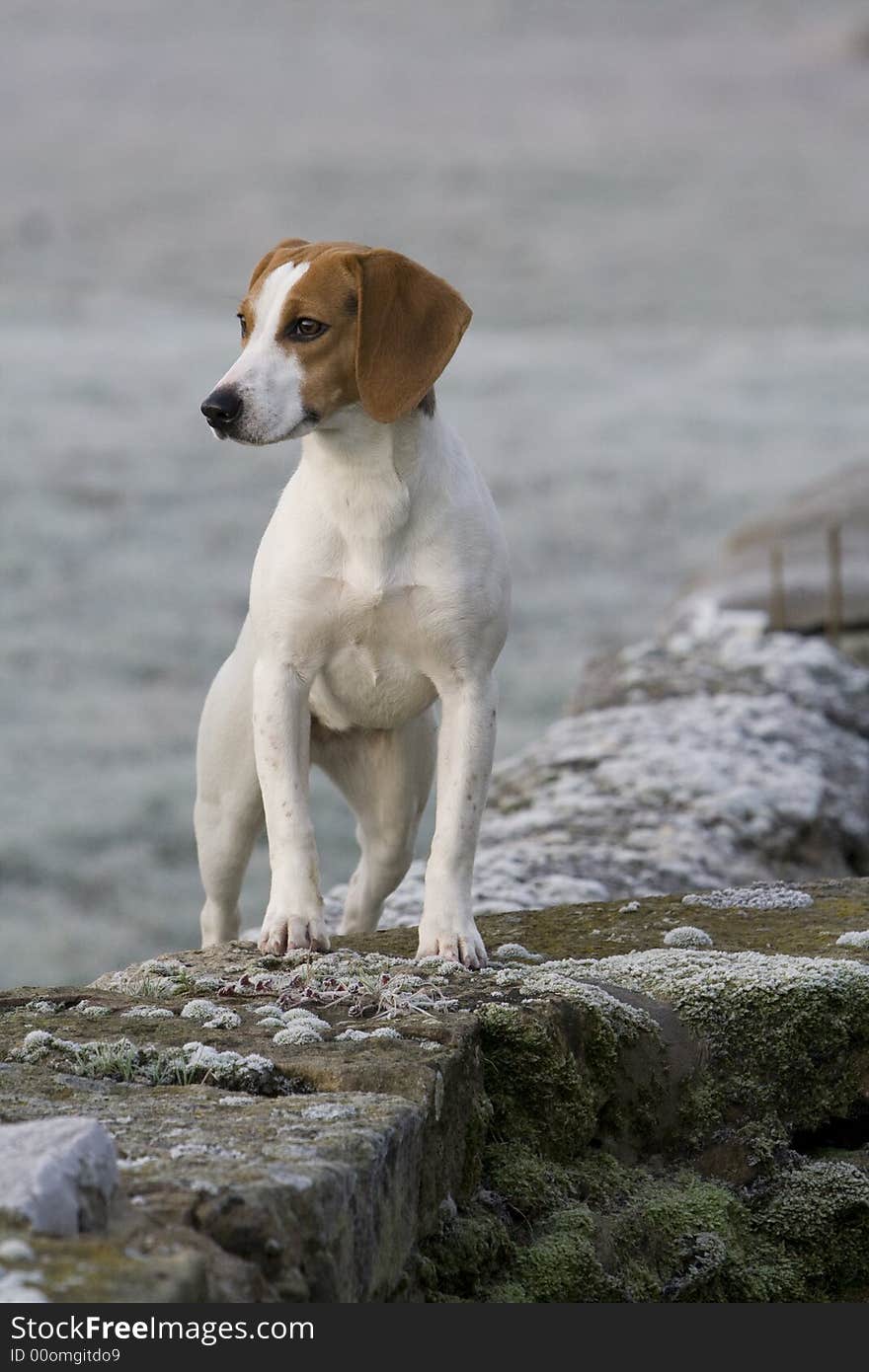 Beagle Puppy