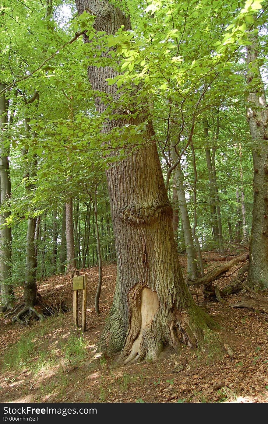 Alte Buche im Kirkeler Wald. Alte Buche im Kirkeler Wald