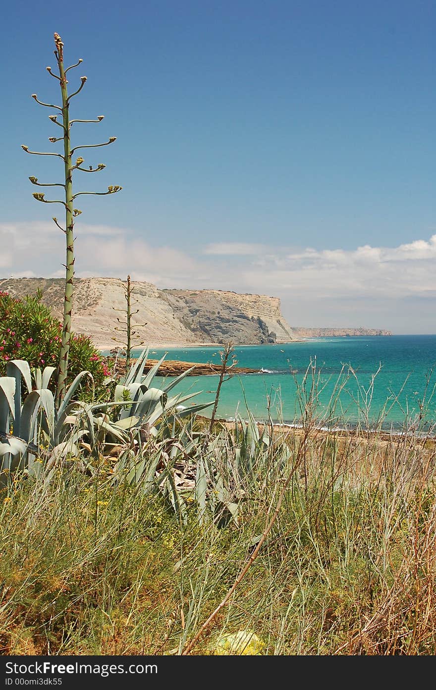 Portugal coast with cactus