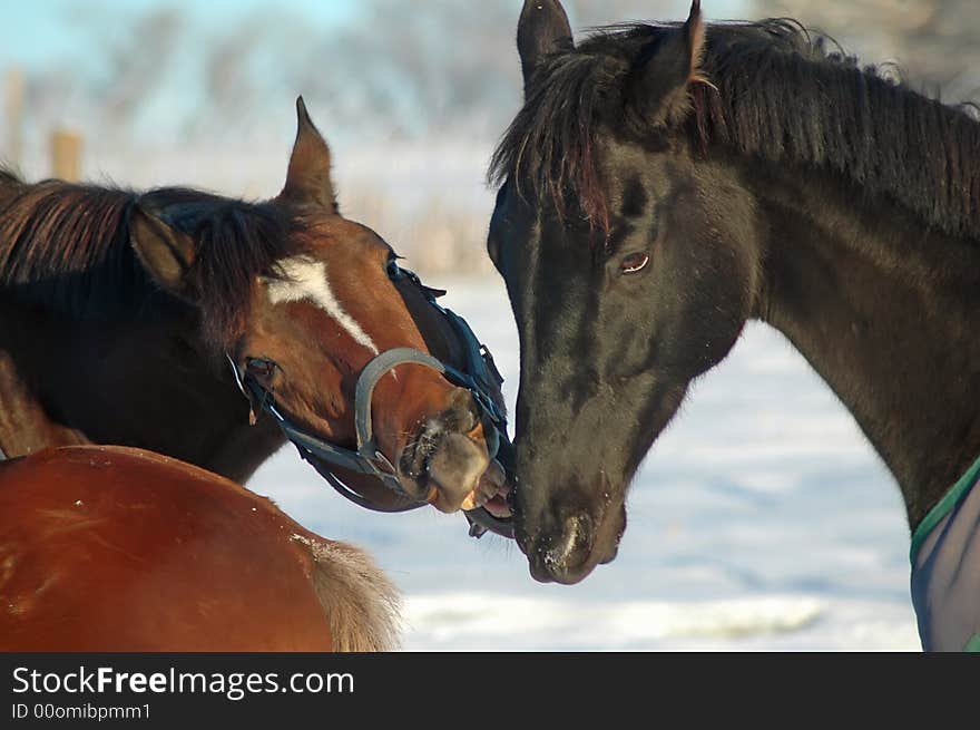 Horse play in snow