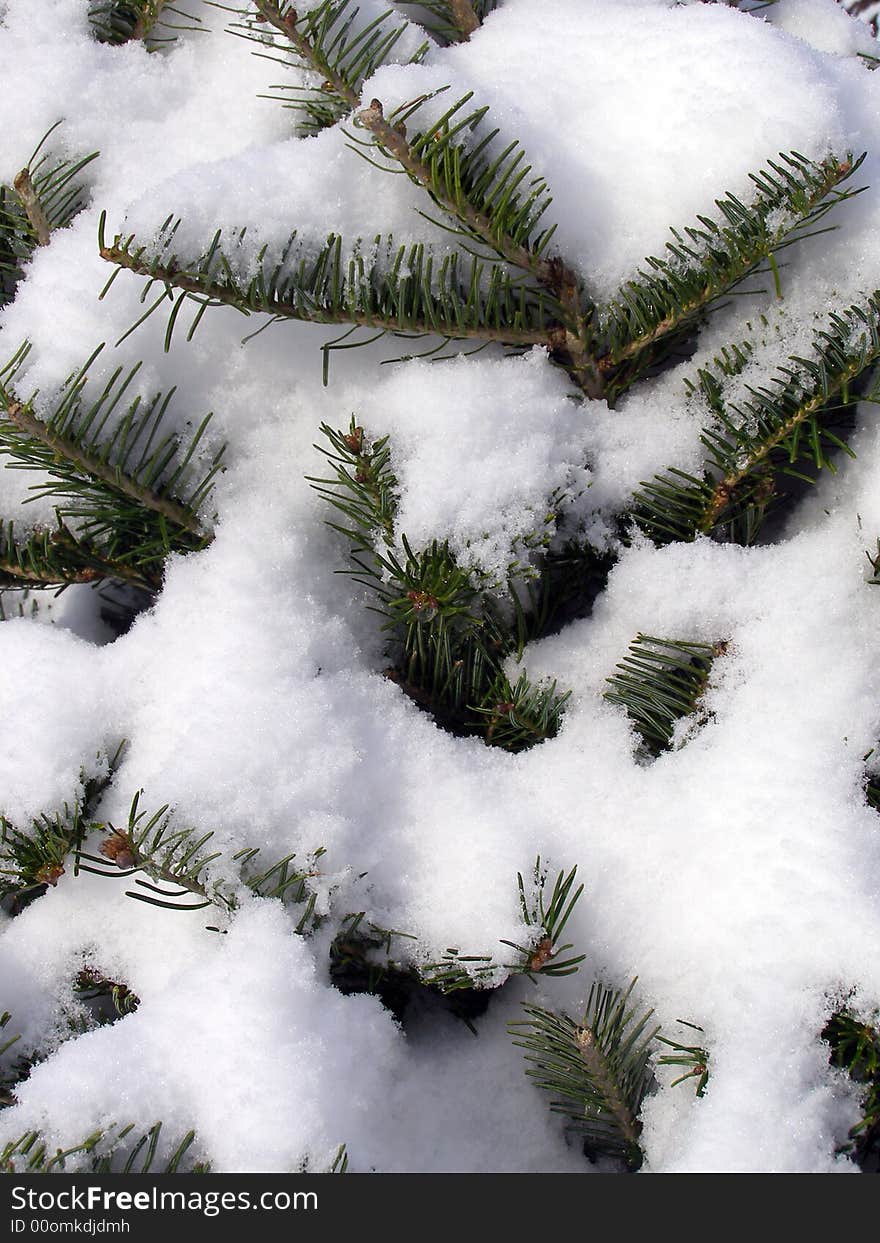 Pine branches covered in snow - for winter background. Pine branches covered in snow - for winter background