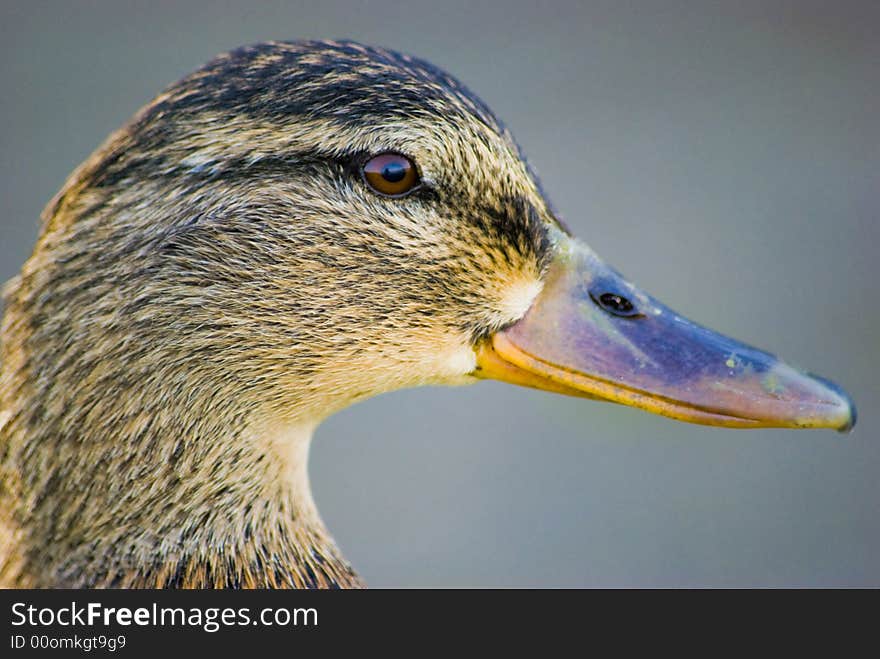 Mallard