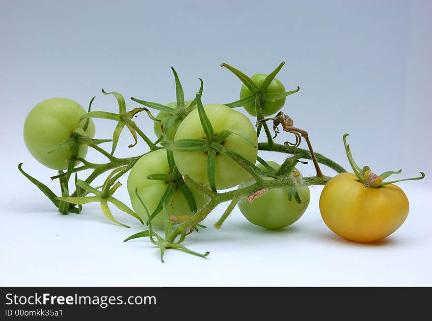 Green Tomatoes On The Vine