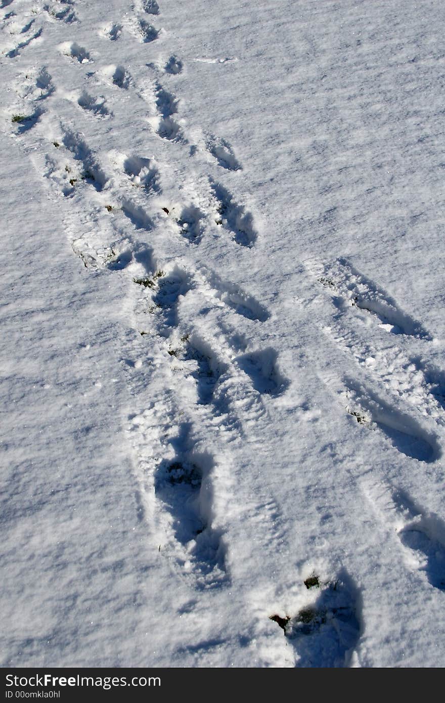 A trail of footprints across the fresh snow. A trail of footprints across the fresh snow