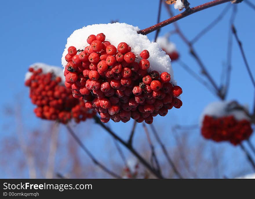 Mountain Ash Berries