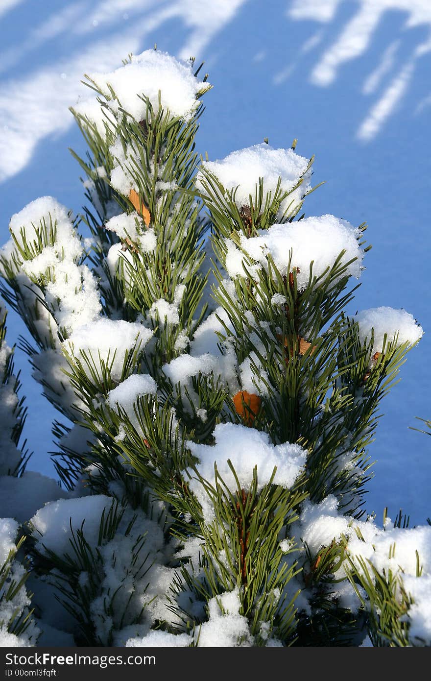 Snow covering an evergreen shrub in winter. Snow covering an evergreen shrub in winter.