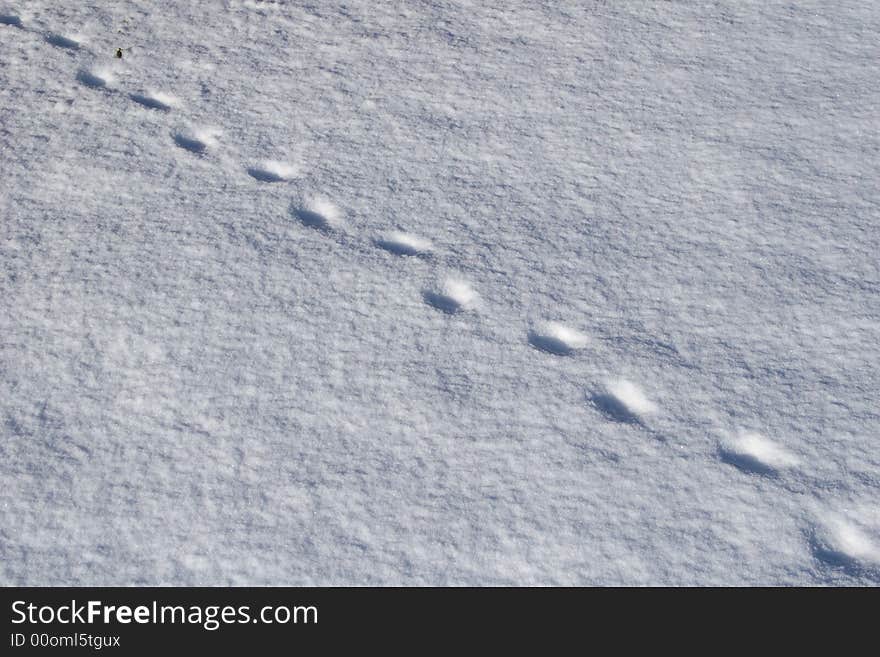 A little bit of new snow fallen over an animal trail.