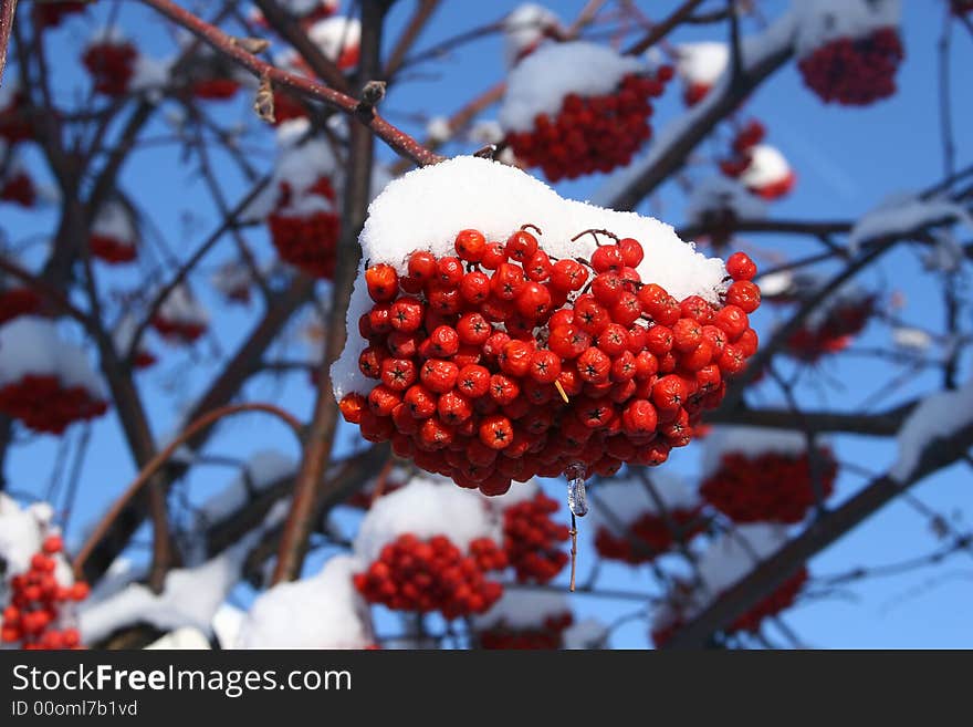 Mountain Ash Berries