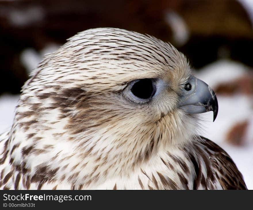 The bird with black eyes, varied plumelets and hawked beak on the snow. The bird with black eyes, varied plumelets and hawked beak on the snow