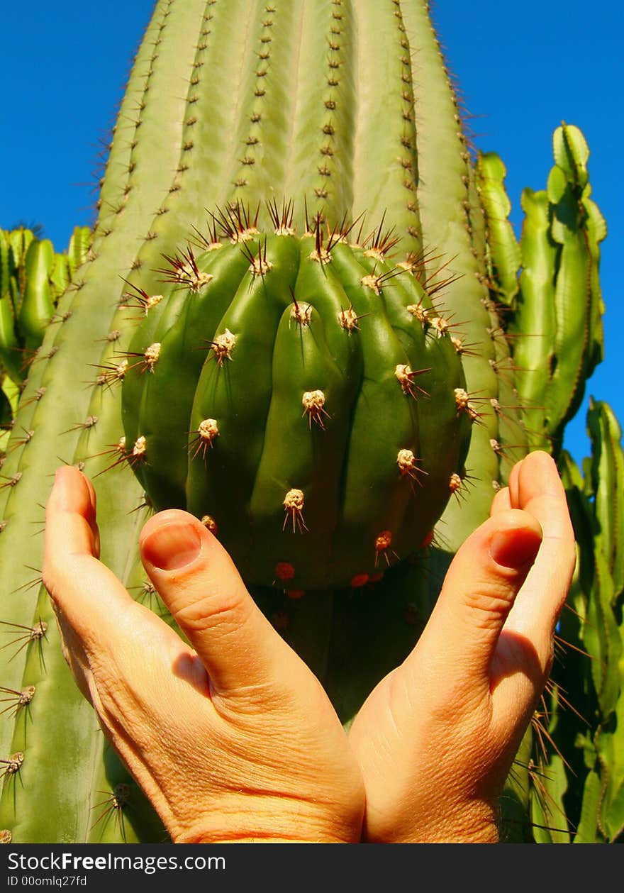 Cactus outgrowth in the two flat of the hands on the sky background. Cactus outgrowth in the two flat of the hands on the sky background