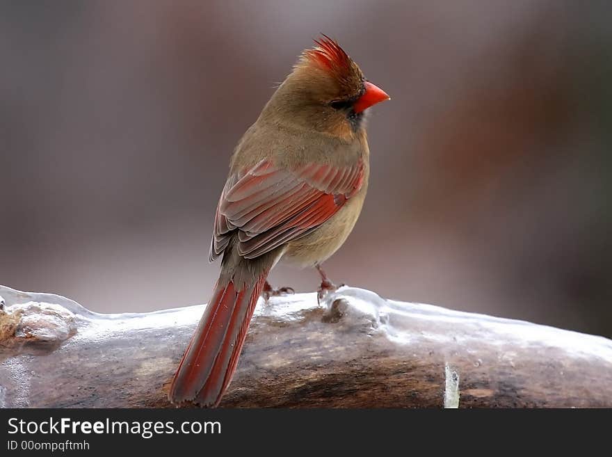 This female Cardinal did not seem to be bothered by the ice storm we had last weekend. This female Cardinal did not seem to be bothered by the ice storm we had last weekend.