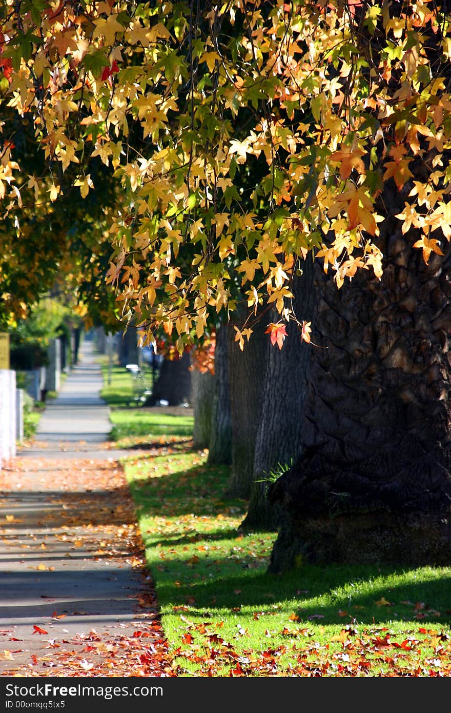 Alley in the park during the autumn in the city