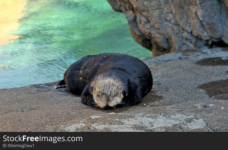 Sleeping otter