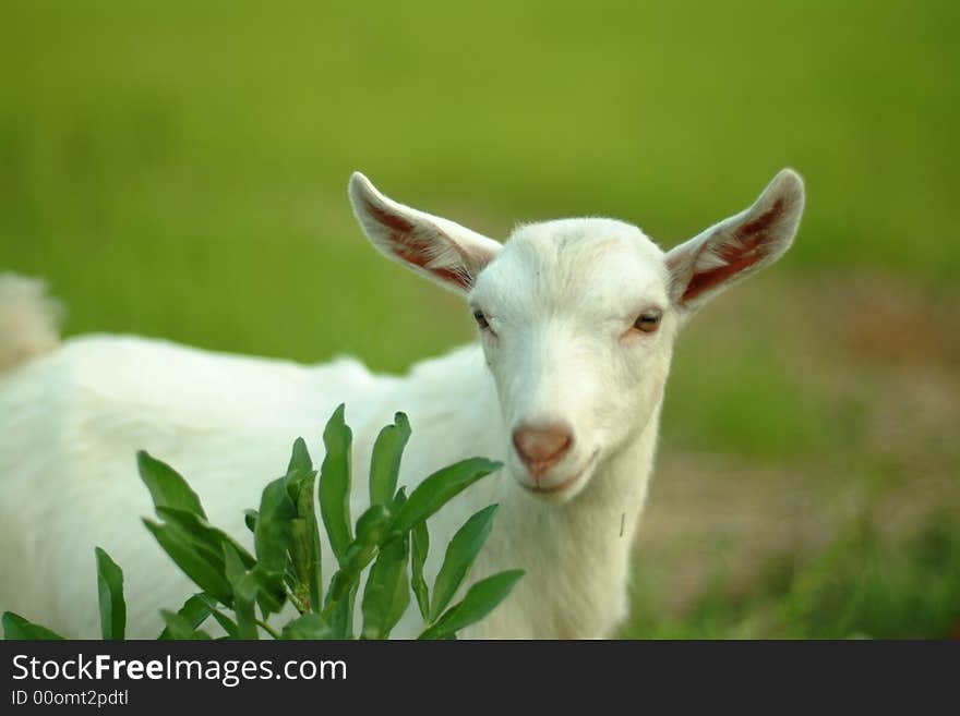 Goat of suzhou in China