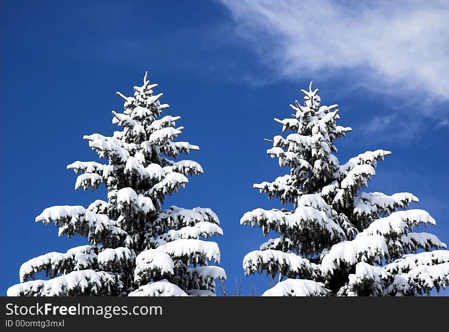 Snow covered evergreens on a winter day. Snow covered evergreens on a winter day.