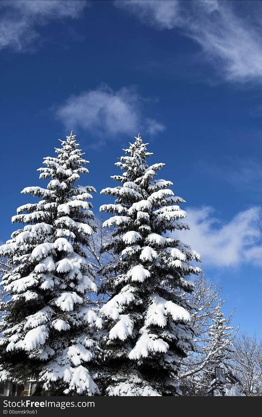 Snow covered evergreens on a winter day. Snow covered evergreens on a winter day.