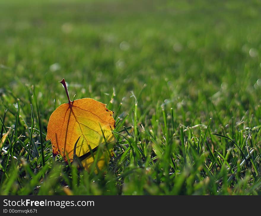 Fallen leaf