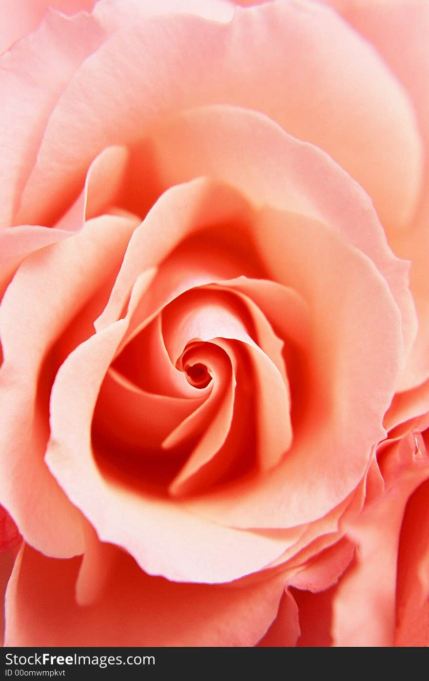 Single Pink rose