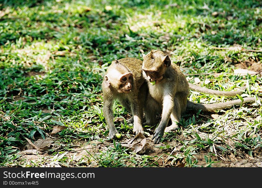 Monkeys - Cambodia