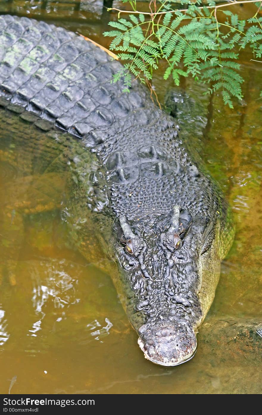 Crocodile