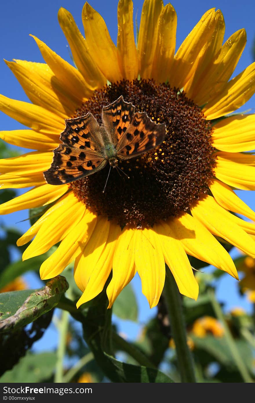 Sunflower with Butterfly